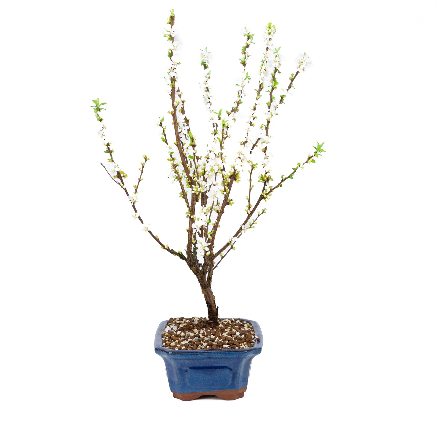 Prunus tomentosa (Nanking-Kirsche), Höhe ~53cm