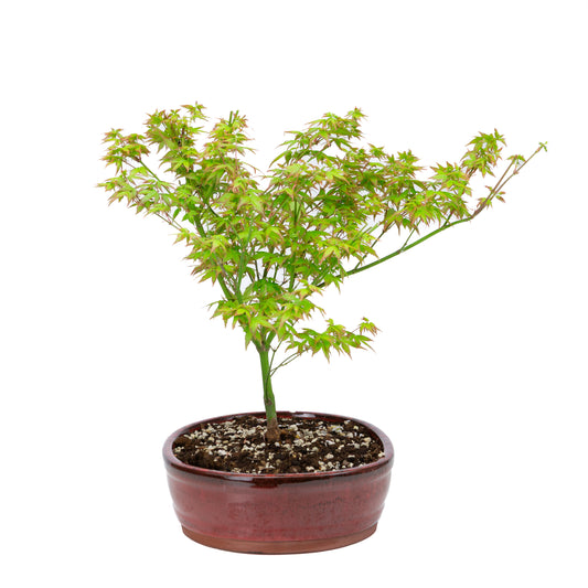 Acer palmatum 'Little Princess' (Japanischer Ahorn), Höhe ~43cm
