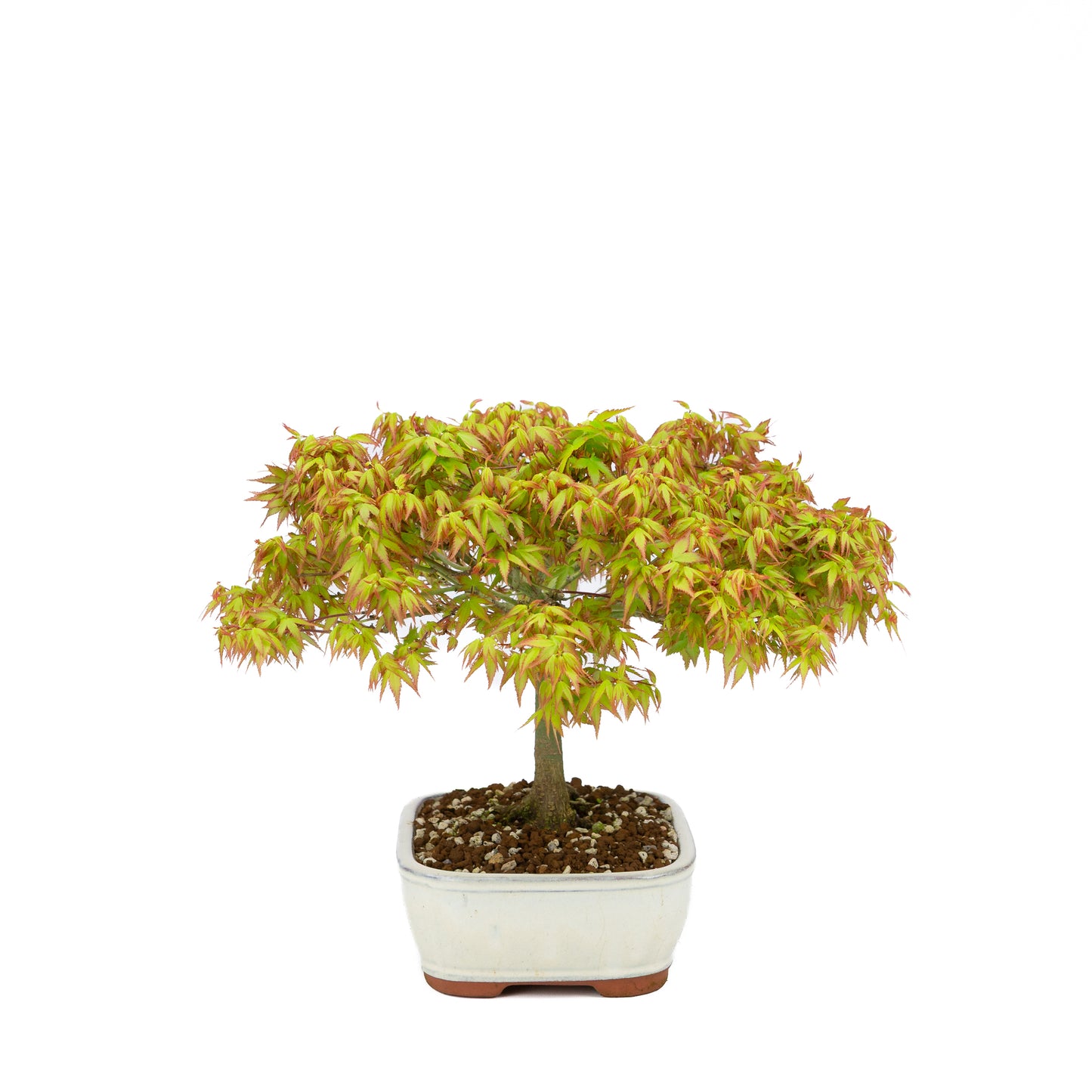 Acer palmatum 'Kiyohime' (Japanischer Ahorn), Höhe ~30cm