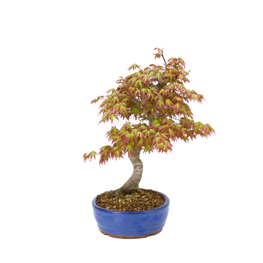 Acer palmatum (Japanse esdoorn), hoogte ~38cm