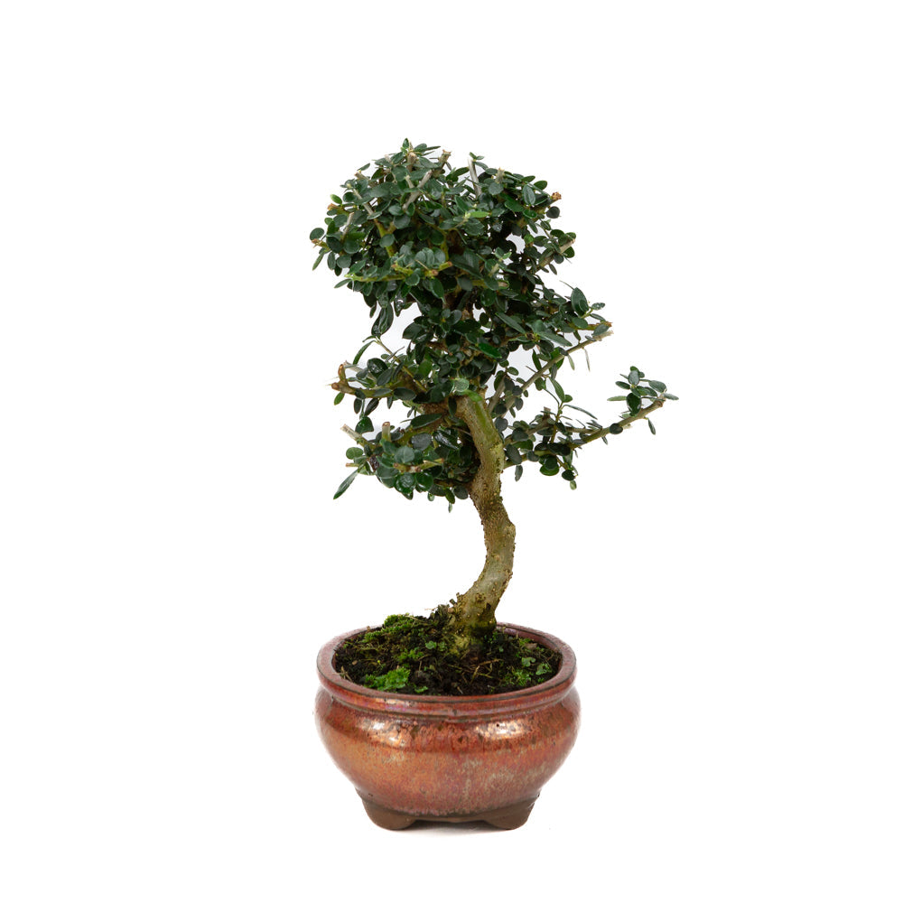 Olea europaea sylvestris rot ovaler Schale 15cm, Höhe ~32cm