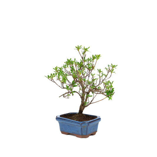 Rhododendron blau rechteckiger Schale 15cm, Höhe ~30cm