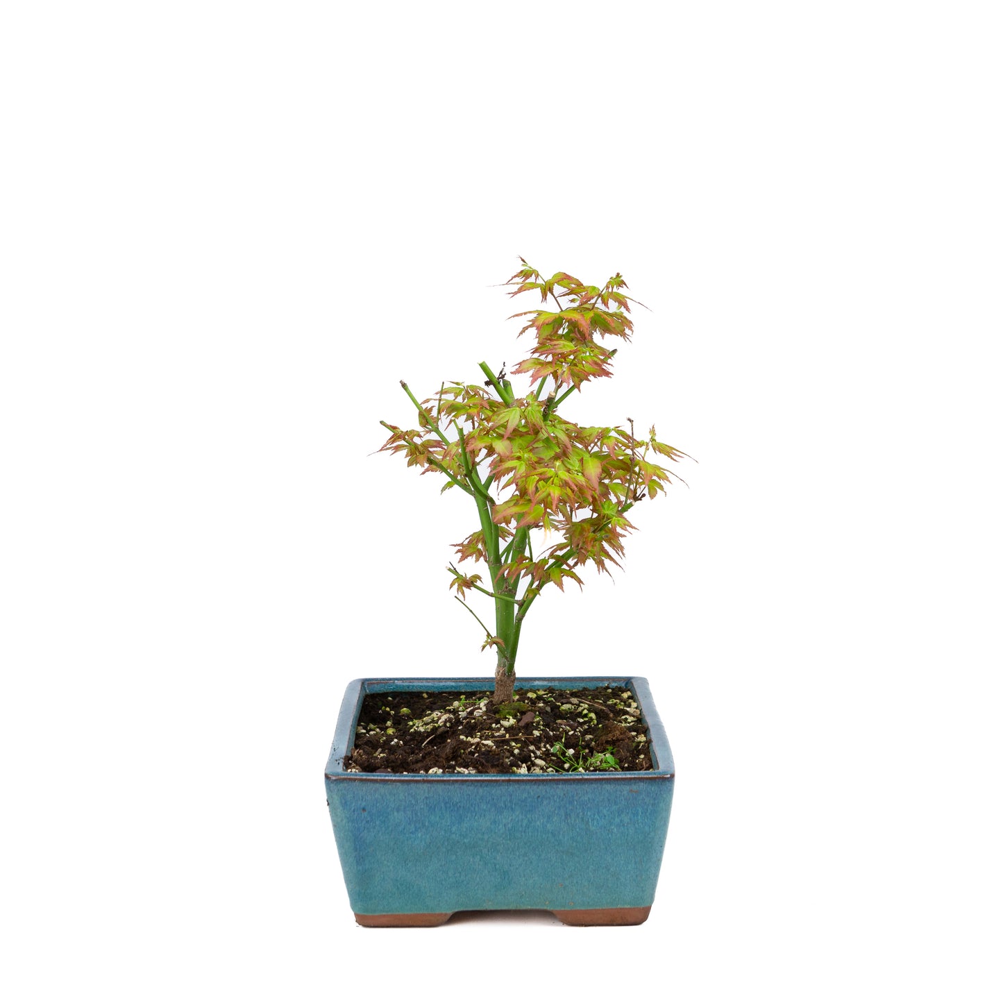 Acer palmatum 'Little Princess' (Japanischer Ahorn), Höhe ~34cm