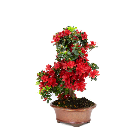 Rhododendron indicum (Satsuki-Azalee), Höhe ~40cm