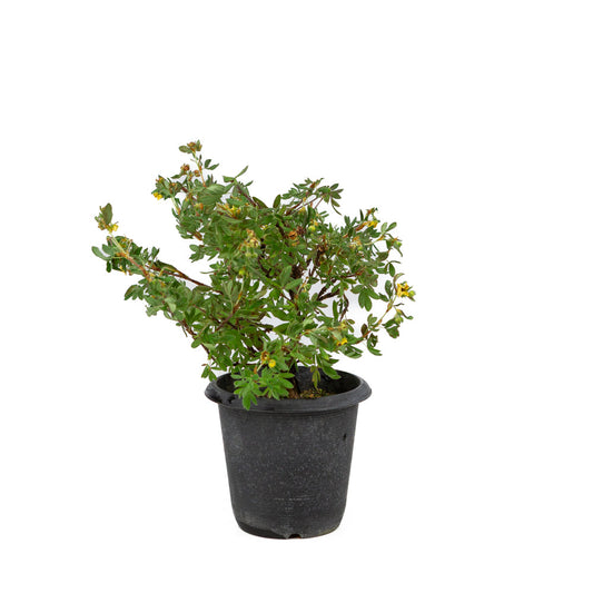 Potentilla fruticosa Kunststoffschale 12cm, Höhe ~26cm