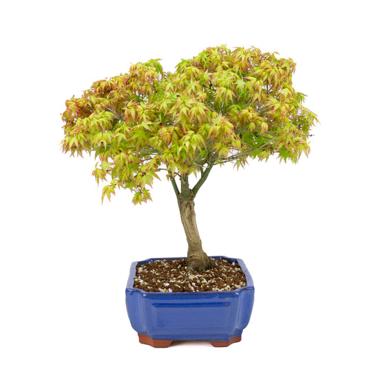 Acer palmatum 'Kiyohime' (Fächerahorn), Höhe ~45cm