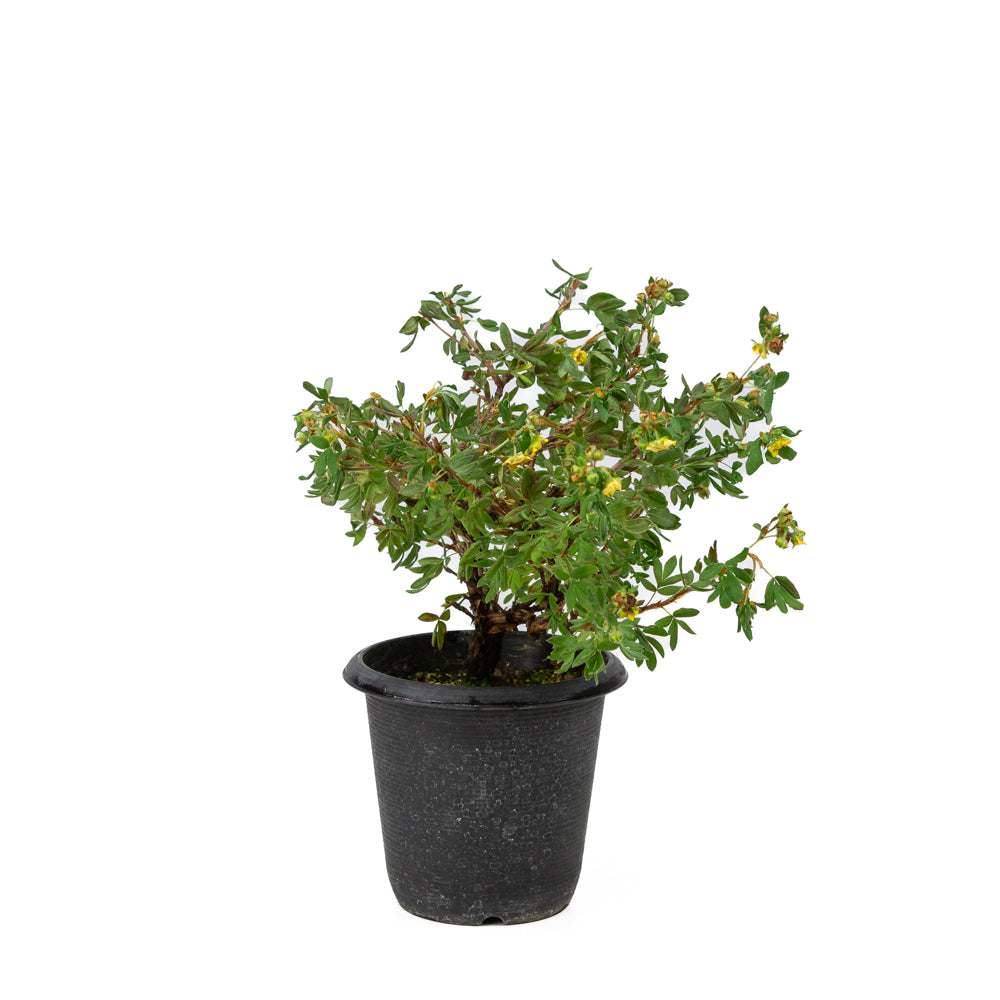 Potentilla fruticosa Kunststoffschale 12cm, Höhe ~26cm