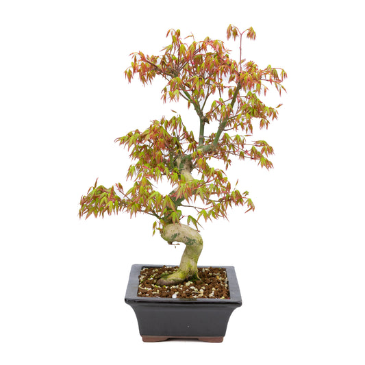 Acer palmatum (Japanischer Ahorn), Höhe ~47cm
