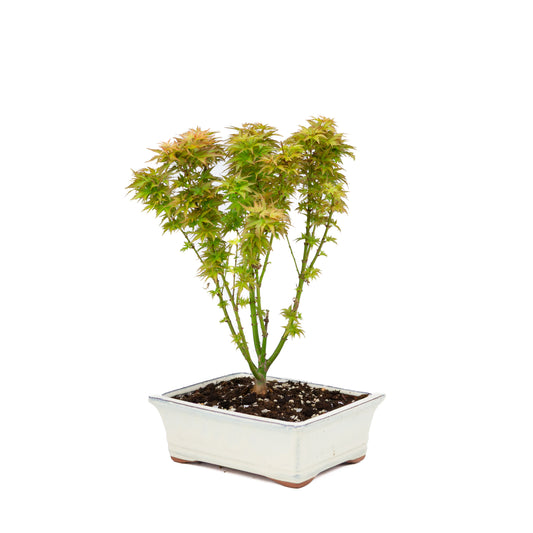 Acer palmatum 'Kotohime' (Japanse esdoorn), hoogte ~38cm