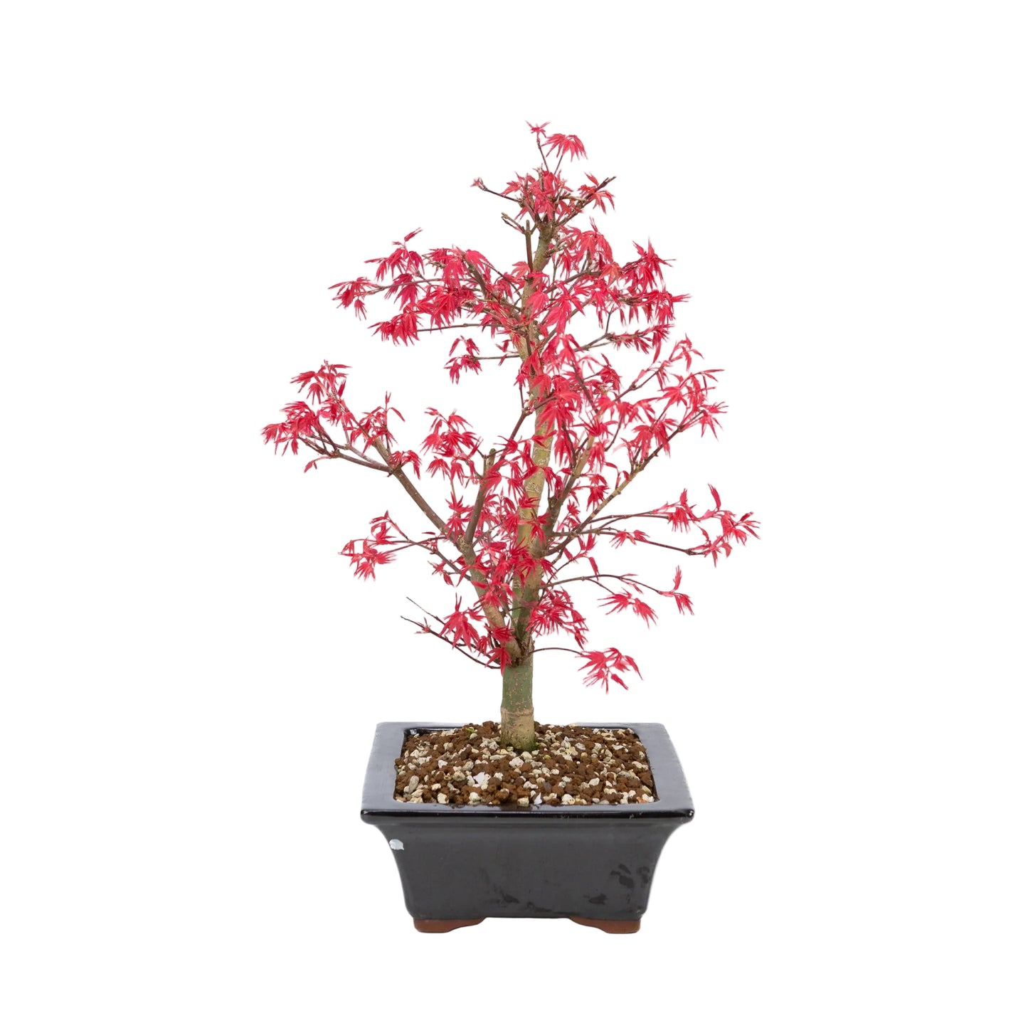 Acer palmatum 'Deshojo' (Japanischer Ahorn), Höhe ~42cm