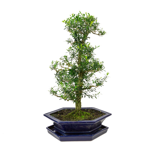 Buxus harlandii Bonsai im blauen Schale 32cm, Höhe ~60cm