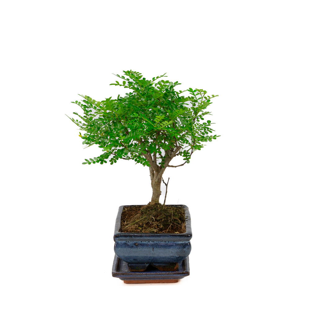 Zanthoxylum piperitium Bonsai im blauen Schale 20cm, Höhe ~32cm