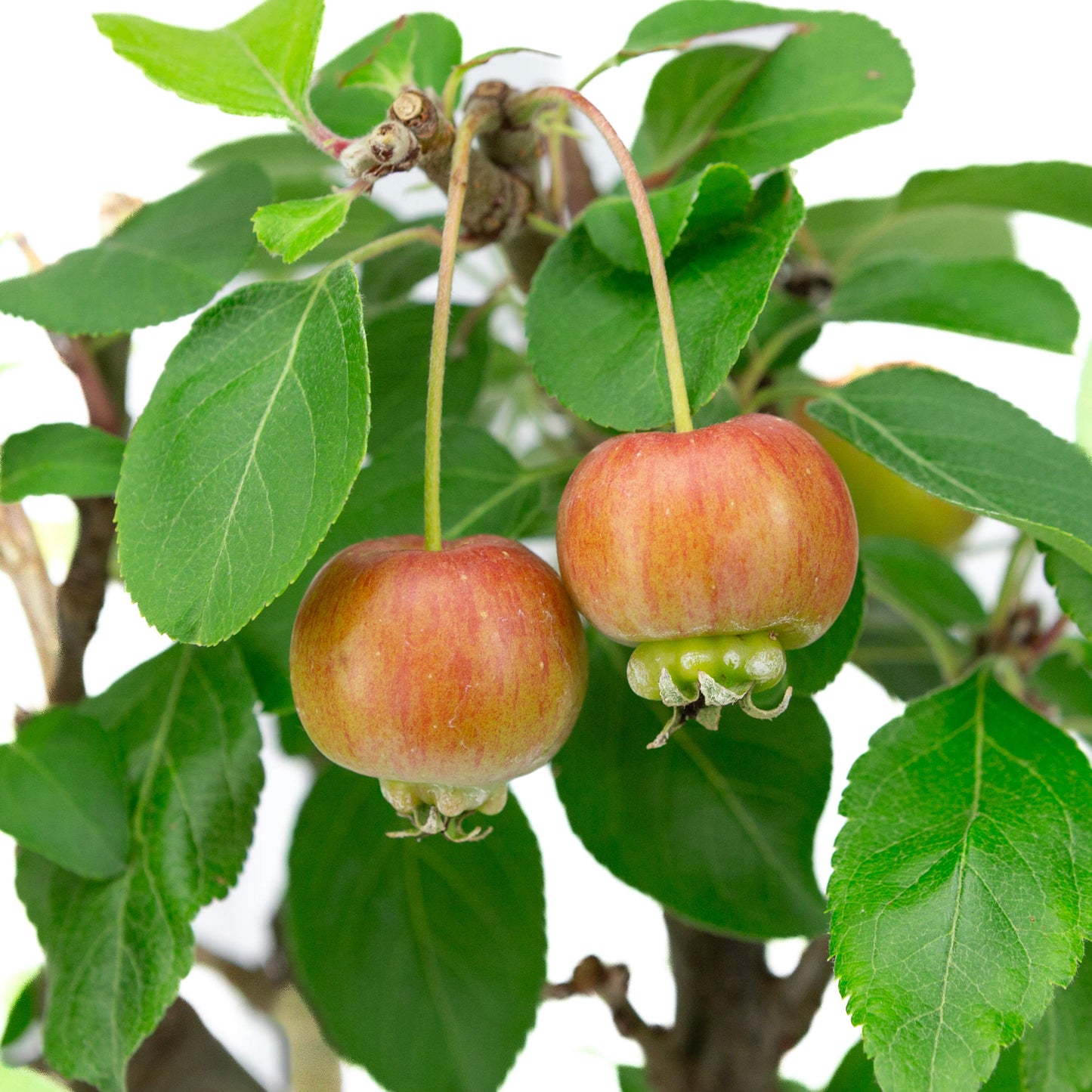 Malus domestica blauer rechteckiger Schale 16cm, Höhe ~40cm
