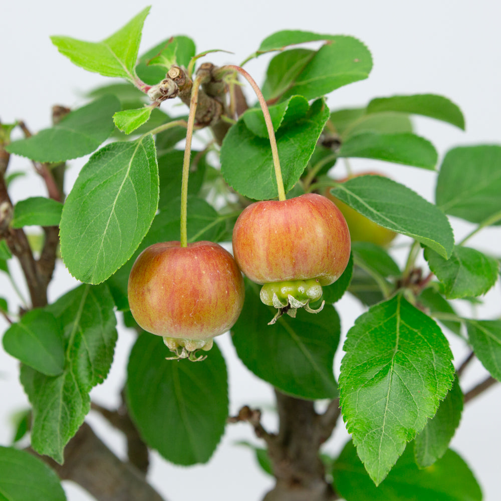 Malus halliana cremefarbener rechteckiger Schale 16 cm, Höhe ~34 cm