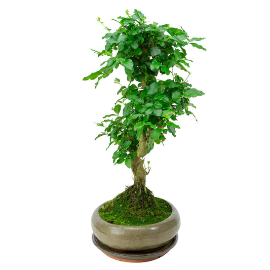Ligustrum sinensis Bonsai in einer grünen Schale 29cm, Höhe ~45cm