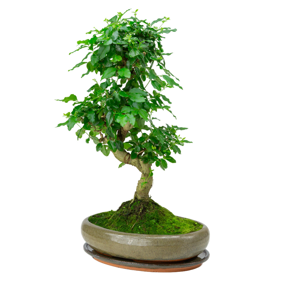 Ligustrum sinensis Bonsai im grünen Schale 29cm, Höhe ~45cm