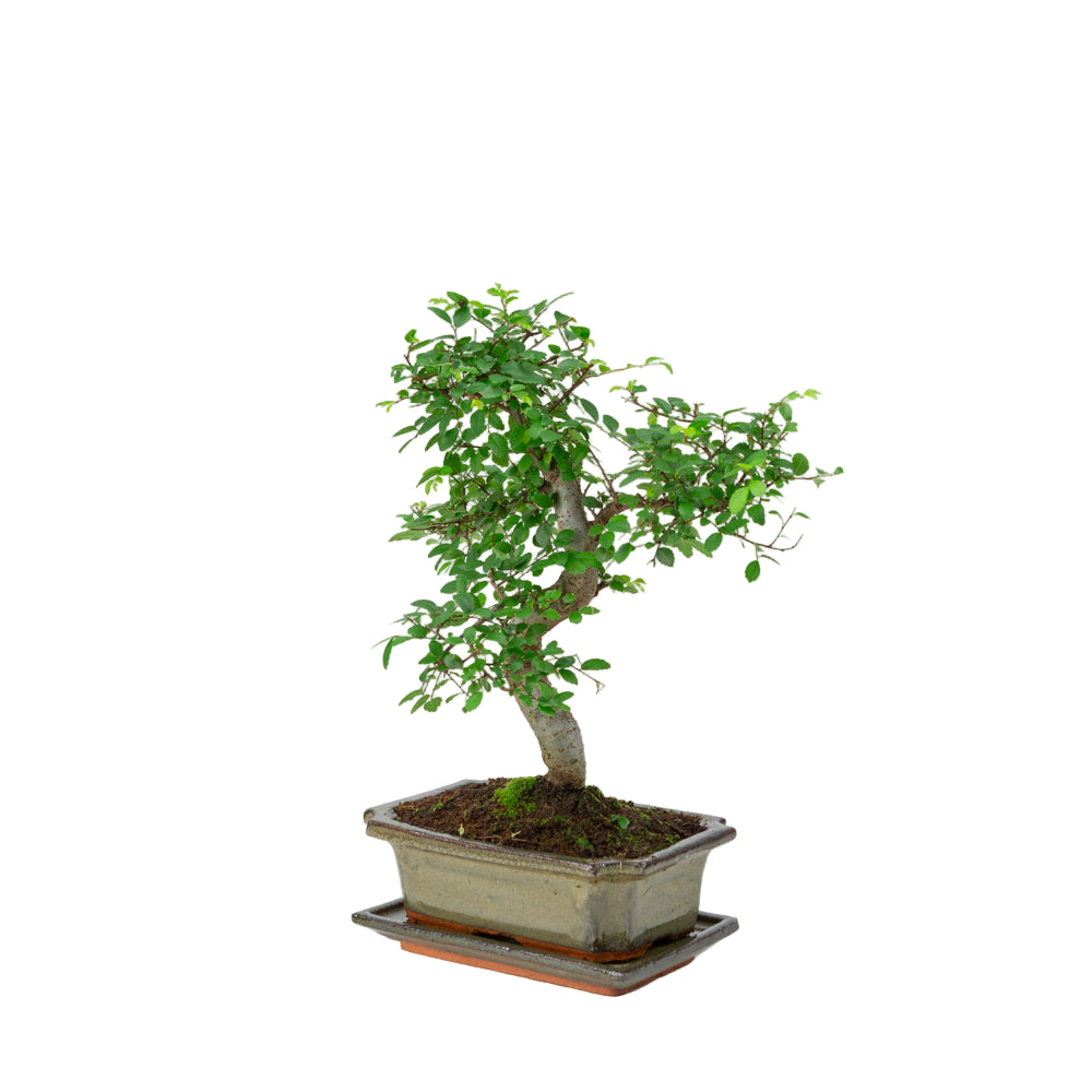 Zelkova Bonsai im grünen Schale 20cm, Höhe ~35cm
