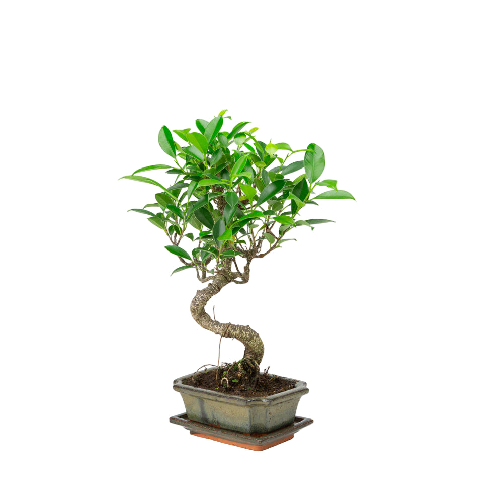 Ficus retusa Bonsai im grünen Schale 15cm, Höhe ~30cm