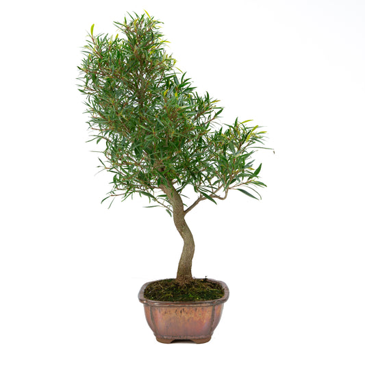 Ficus nerifolia (Weidenblättrige Feige), Höhe ~67cm