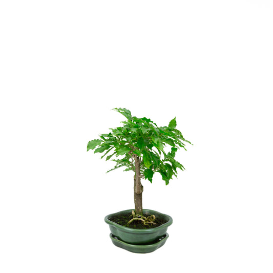 Bougainvillea glabra, Höhe ~28cm