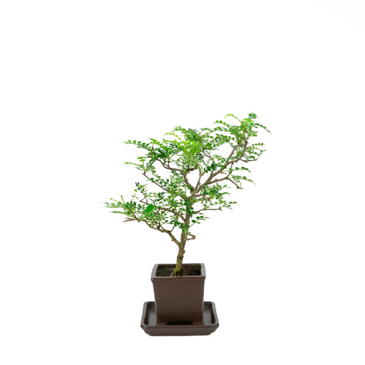 Zanthoxylum piperitum (Pfefferbaum), Höhe ca. 37 cm