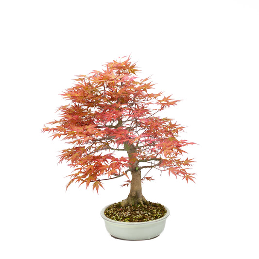 Acer palmatum 'Benichidori' (Japanischer Ahorn), Höhe ~38cm