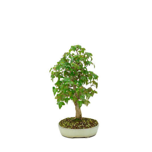 Outdoor-Bonsai Acer buergerianum cremefarbener ovaler Schale 25 cm, Höhe ~36 cm
