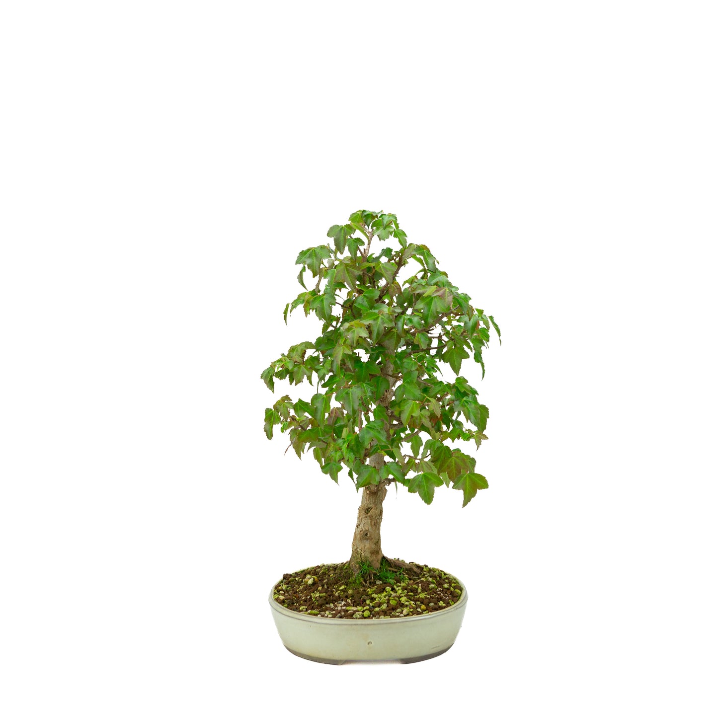 Outdoor-Bonsai Acer buergerianum cremefarbener ovaler Schale 25 cm, Höhe ~36 cm