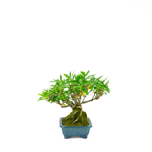 Forsythienblaue Schale, 18 cm Durchmesser, Höhe ca. 23 cm