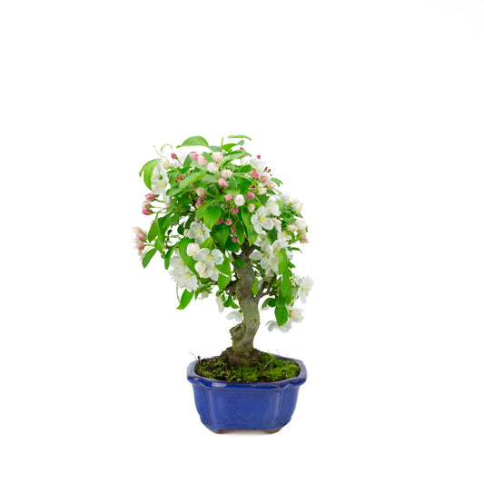 Malus halliana cremefarbener rechteckiger Schale 16 cm, Höhe ~34 cm