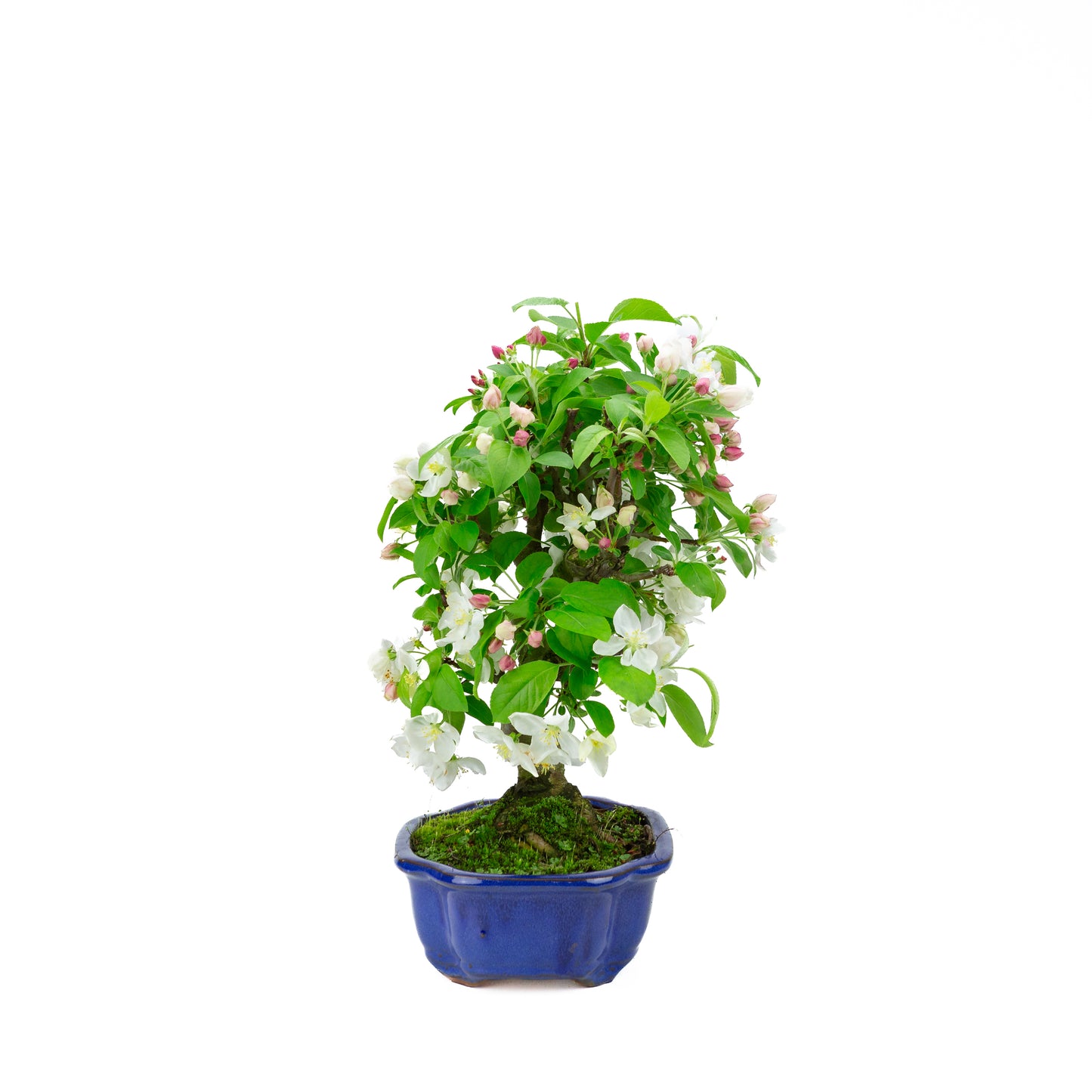 Malus halliana cremefarbener rechteckiger Schale 16 cm, Höhe ~34 cm