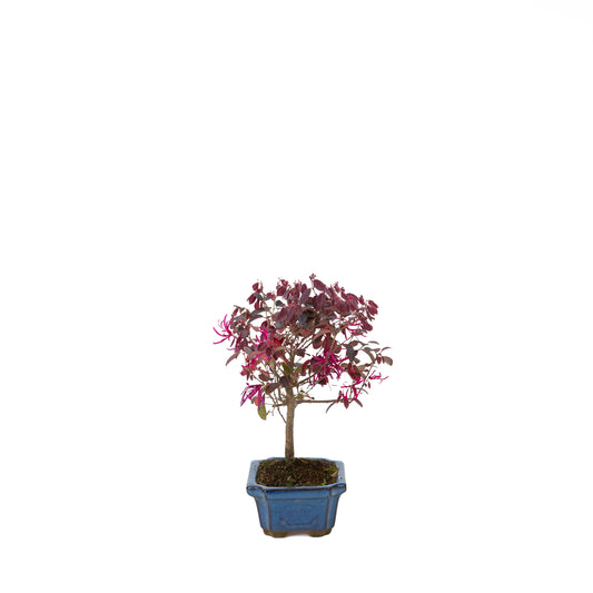 Loropetalum rubra Bonsai in einer blauen Schale, 24 cm Durchmesser, Höhe ca. 40 cm