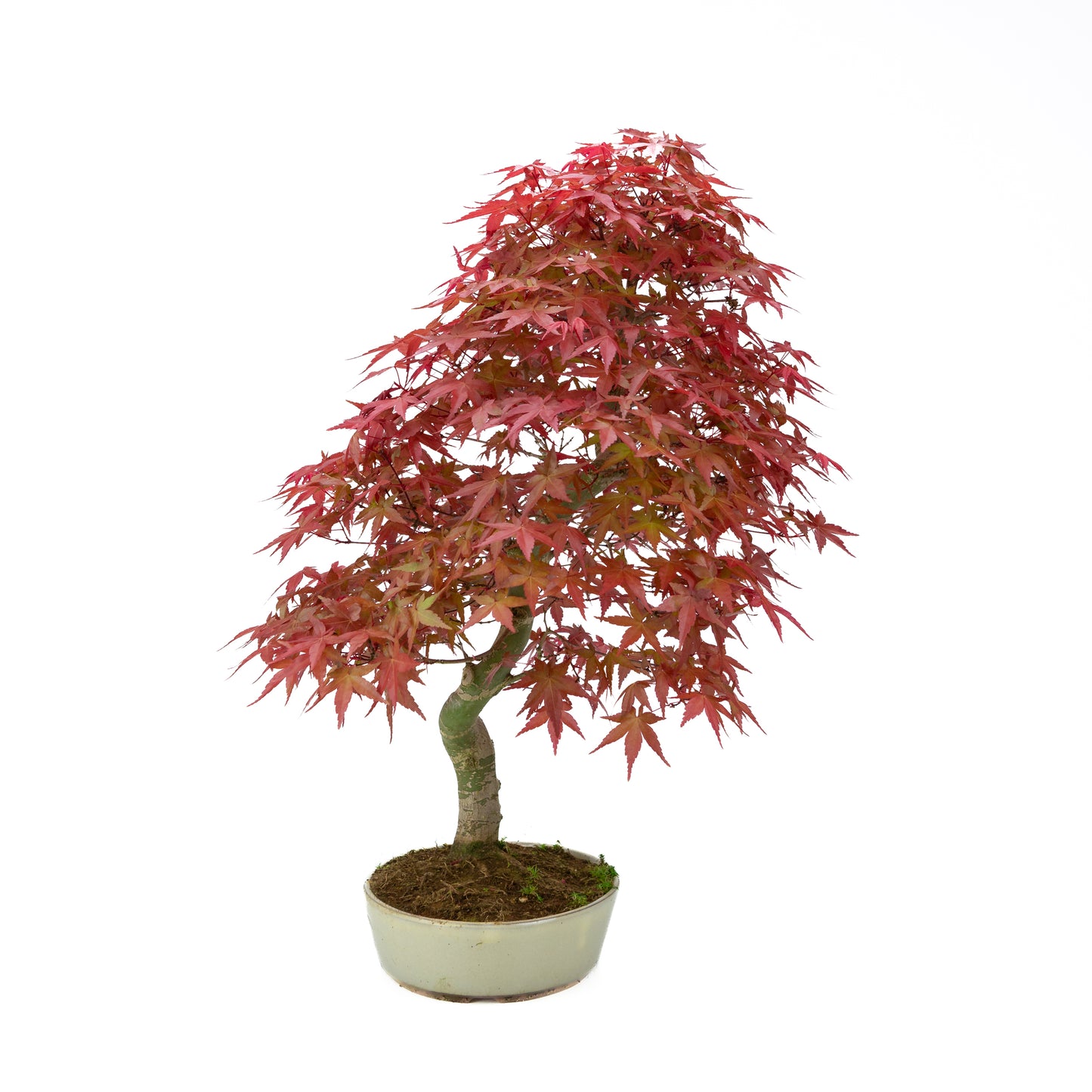Acer palmatum cremefarbener ovaler Schale 20 cm, Höhe ~40 cm