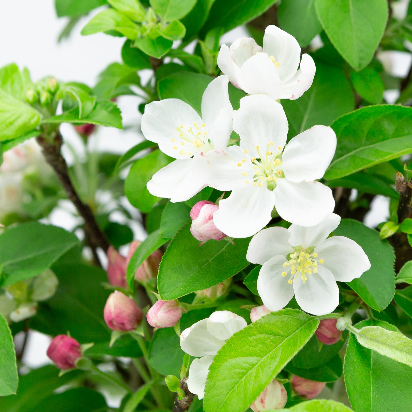Malus halliana cremefarbener rechteckiger Schale 16 cm, Höhe ~34 cm