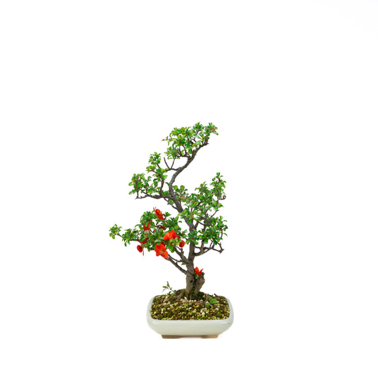Chaenomeles speciosa (Japanische Zierquitte), Höhe ~39cm