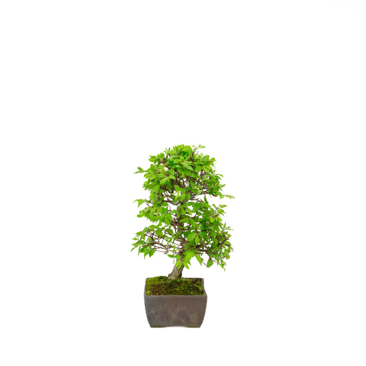 Carpinus coreana blauer rechteckiger Schale 21cm, Höhe ~35cm