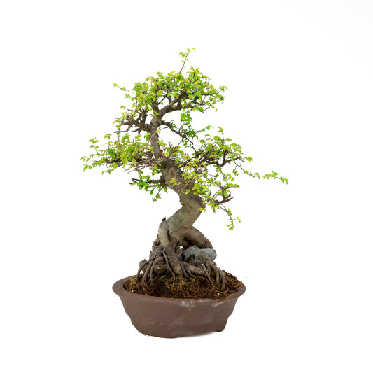 Zelkova Bonsai mit Stein in einer cremefarbenen Schale, 22 cm hoch, Höhe ca. 36 cm