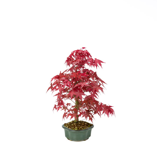 Acer palmatum Deshojo cremefarbener rechteckiger Schale 21 cm, Höhe ~52 cm