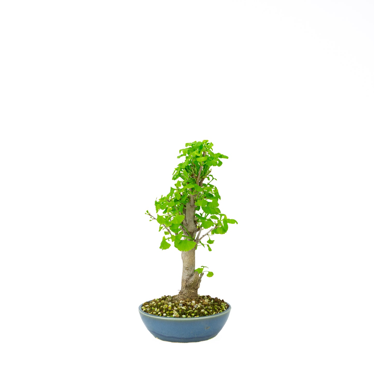 Ginkgo biloba cremefarbener runder Schale 20 cm, Höhe ~50 cm