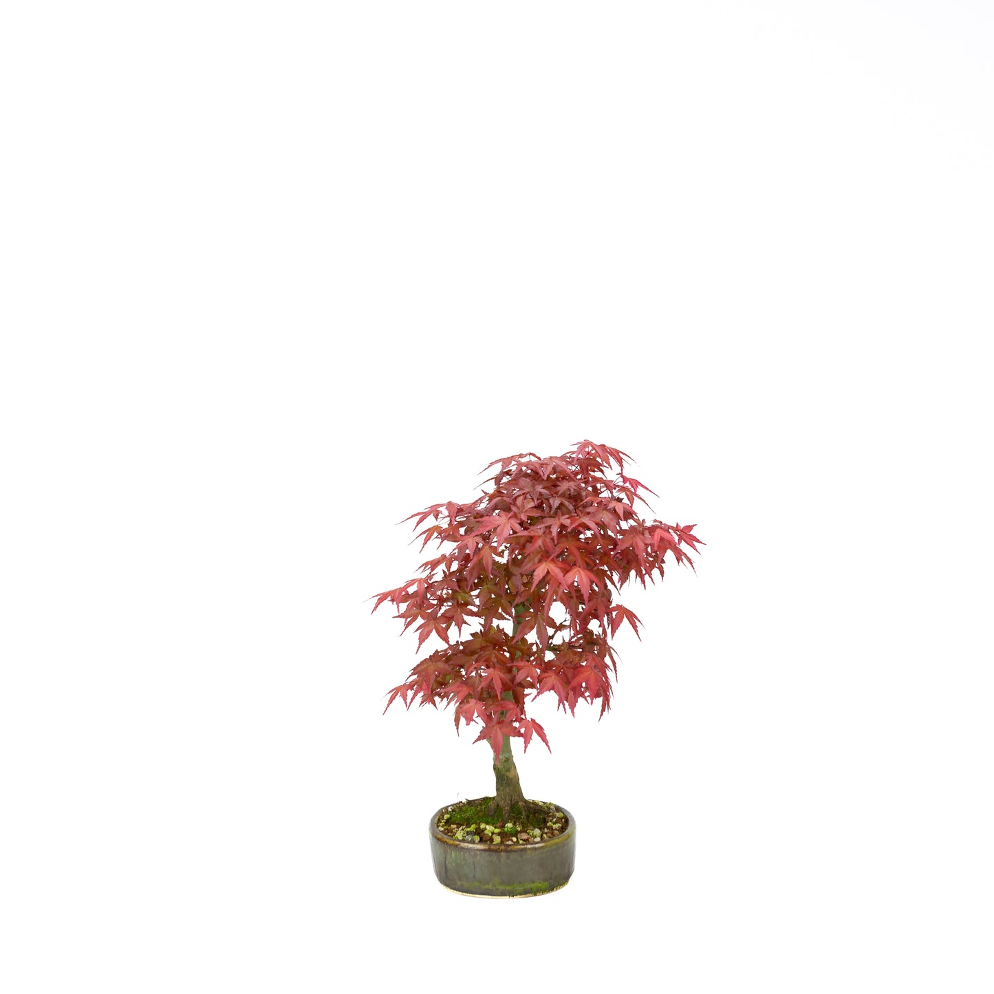 Acer palmatum Deshojo cremefarbener rechteckiger Schale 21 cm, Höhe ~52 cm