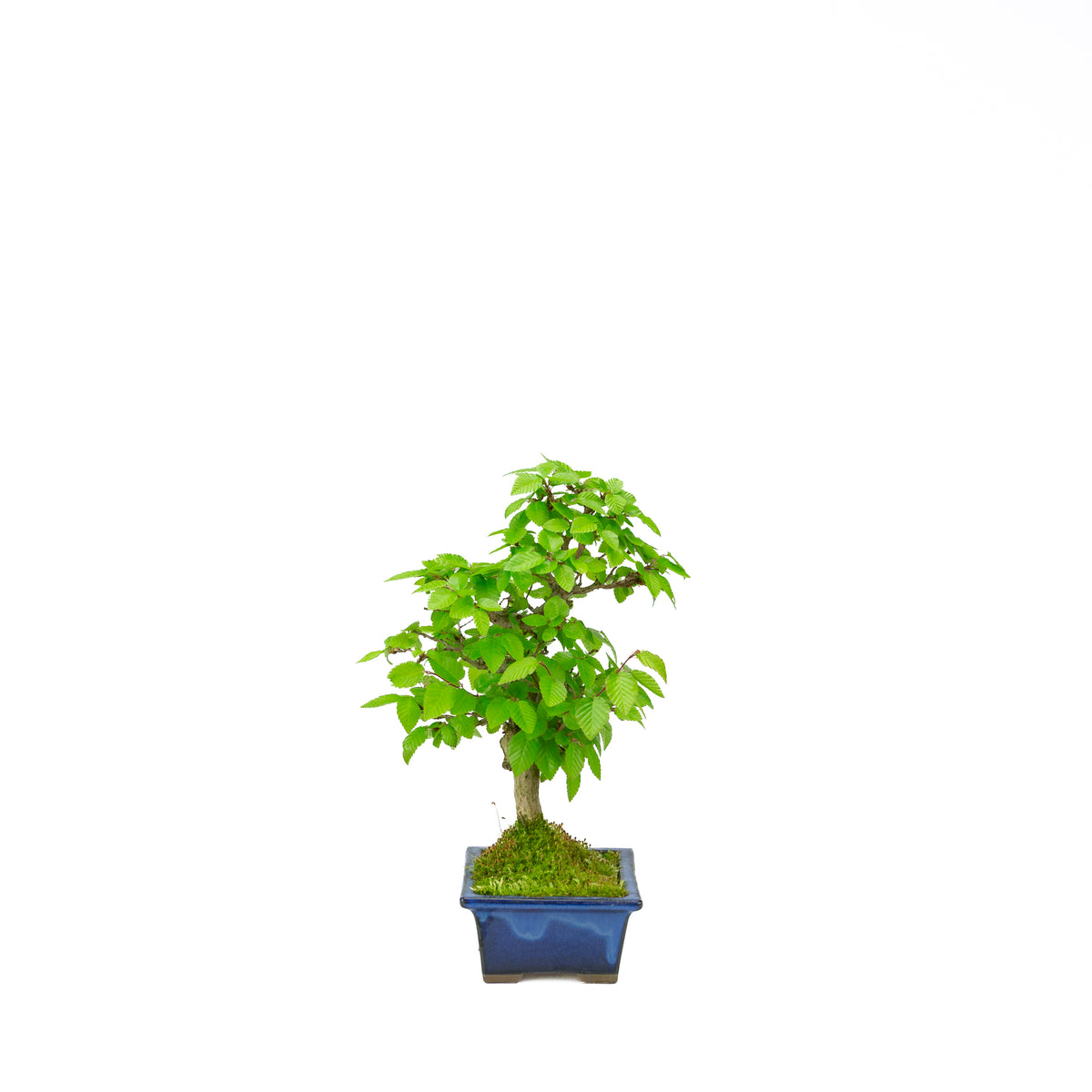 Carpinus coreana blauer rechteckiger Schale 21cm, Höhe ~35cm