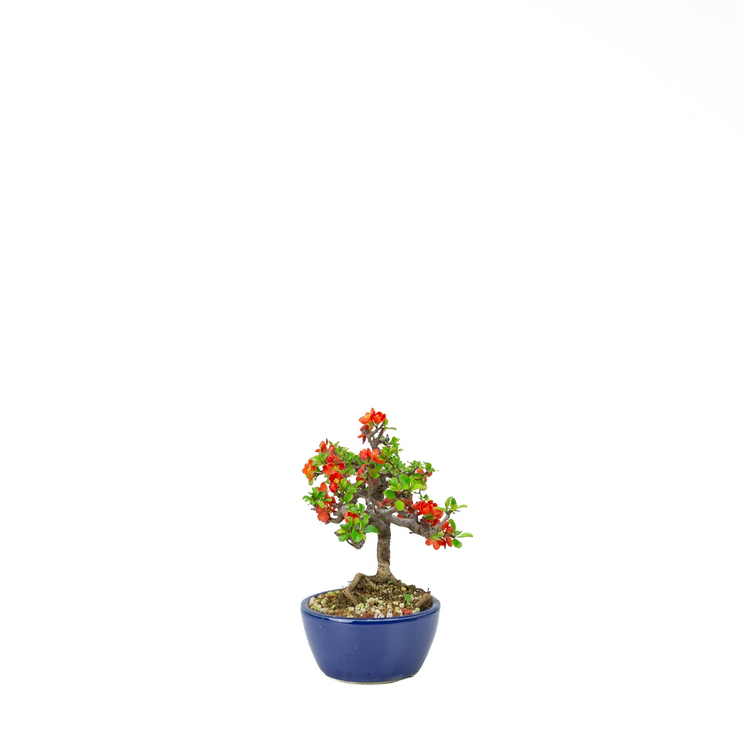 Chaenomeles speciosa (Japanische Zierquitte), Höhe ~39cm
