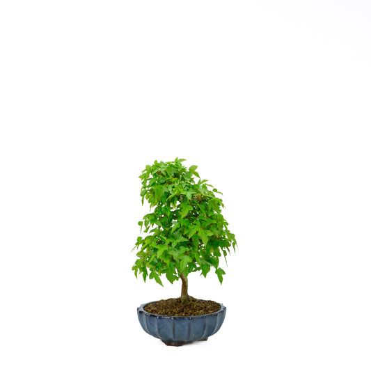 Acer buergerianum mit steinbraunem, rundem Schale, 20 cm Durchmesser, Höhe ca. 31 cm