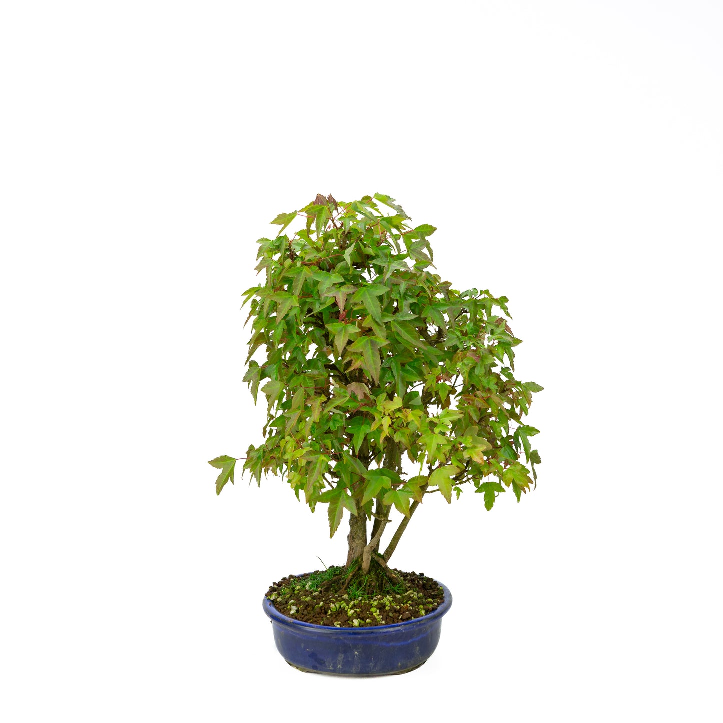 Acer buergerianum mit steinbraunem, rundem Schale, 20 cm Durchmesser, Höhe ca. 31 cm