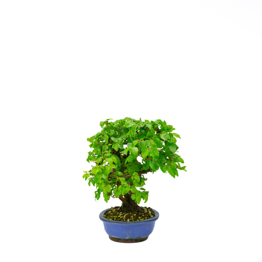 Carpinus coreana blauer rechteckiger Schale 21cm, Höhe ~35cm