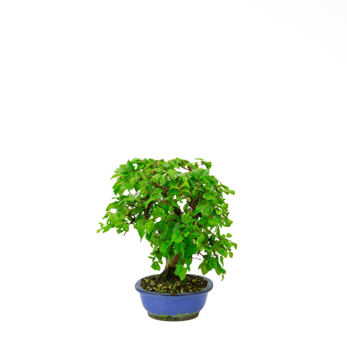 Carpinus coreana blauer rechteckiger Schale 21cm, Höhe ~35cm