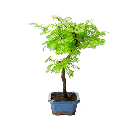 Metasequoia glyptostroboides, Schale 19 cm, Höhe ~40 cm