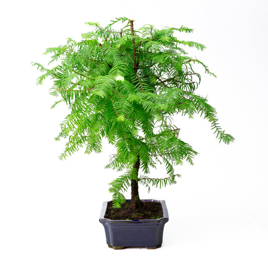Metasequoia glyptostroboides, Schale 24 cm, Höhe ~53 cm