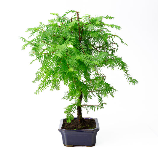 Metasequoia glyptostroboides, Topf 24 cm, Höhe ~53 cm