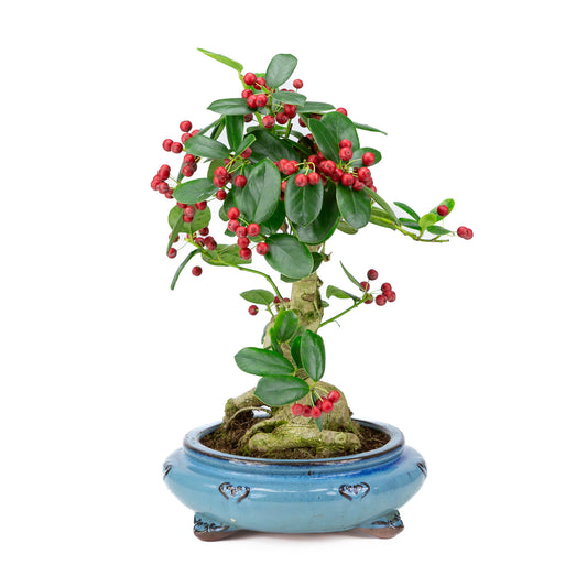 Ilex fortunei blauer runder Topf, 23 cm Durchmesser, Höhe ca. 37 cm